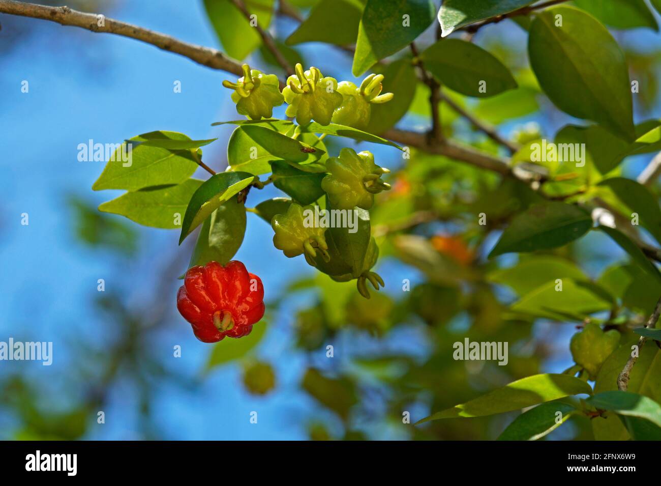 Brazilian cherry on tree (Eugenia uniflora) Stock Photo