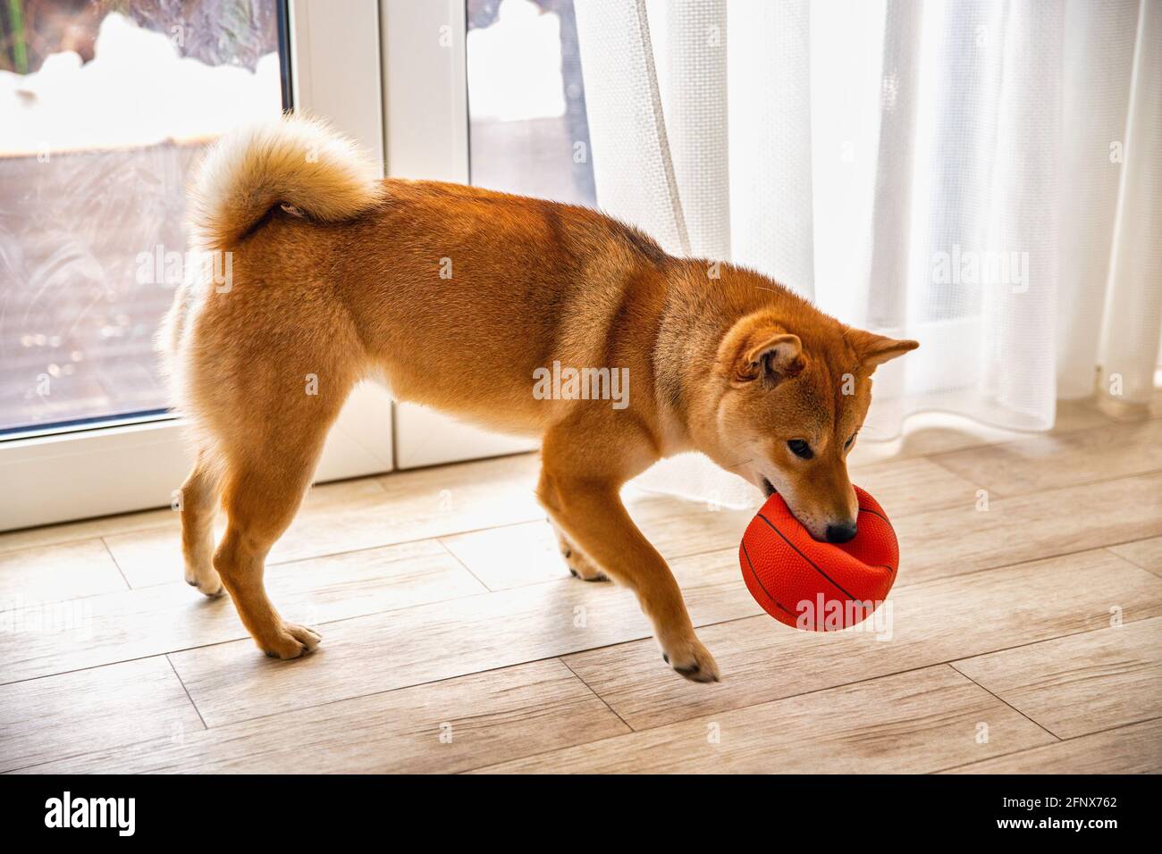 Shiba Inu female dog in the room closeup. Red haired Japanese dog 1 year old. A happy domestic pet. Stock Photo