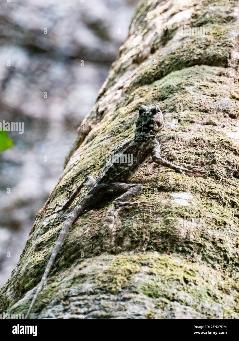 A small lizard on the ceiba tree in the Amazon jungle. Amazonia. Latin ...