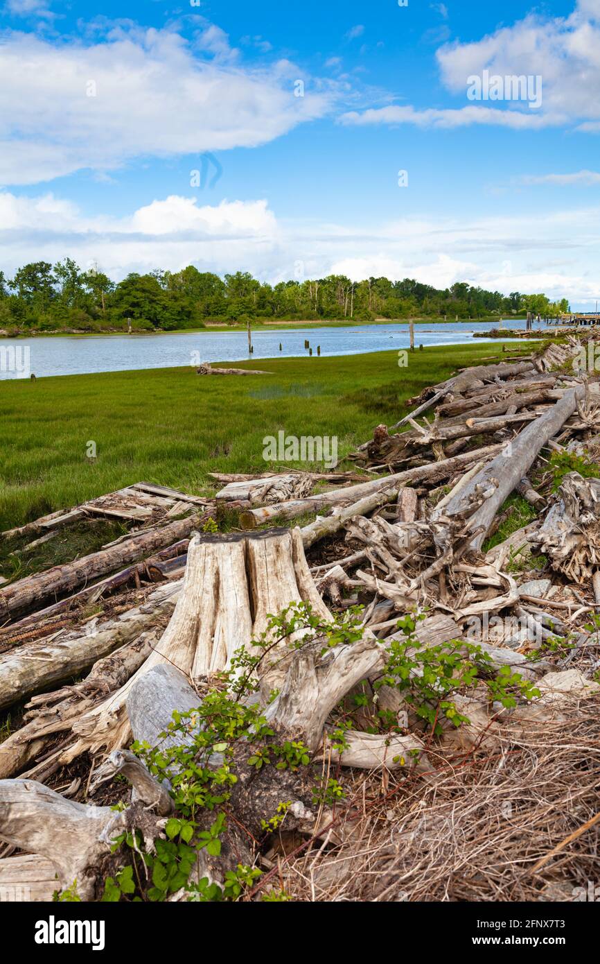 Driftwood and tree stumps washed up by the flood protection dyke near Steveston British Columbia Canada Stock Photo