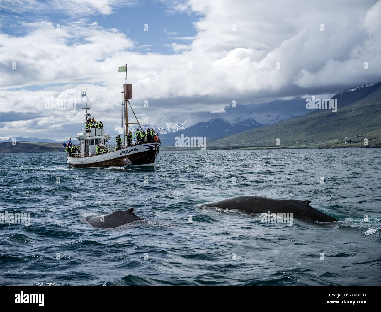 Whalewatching blue hi-res stock photography and images - Alamy
