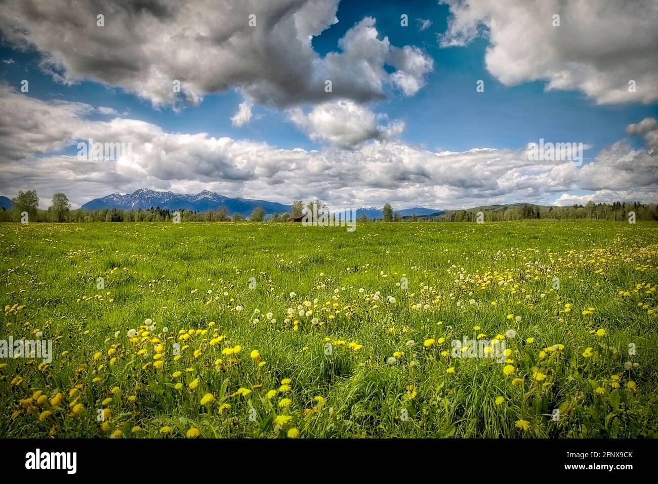 DE - BAVARIA: Spring in the Hoffilze Moor near Bichl  (HDR-Photography) Stock Photo