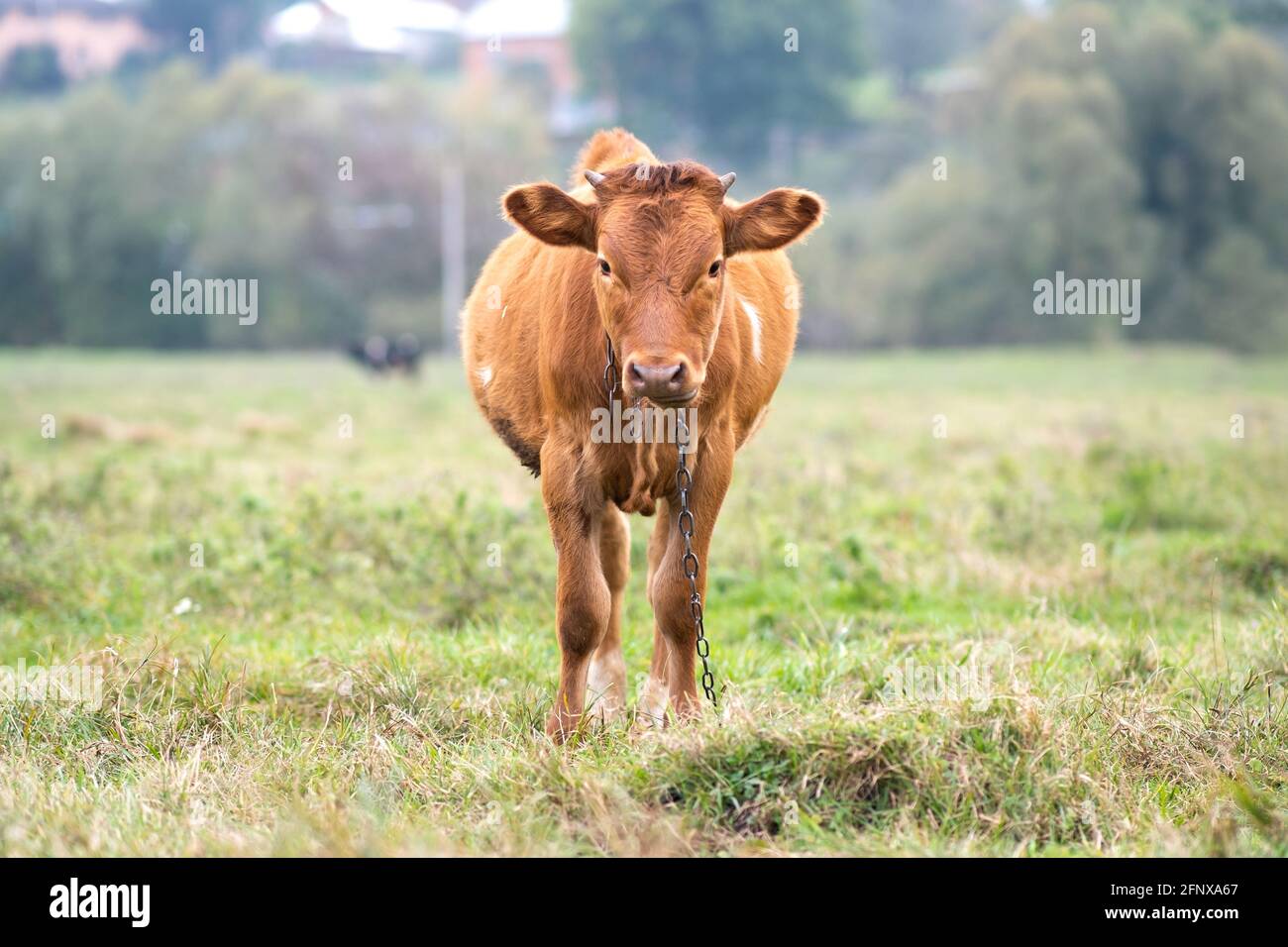Brown milk cow grazing on green grass at farm grassland Stock Photo - Alamy