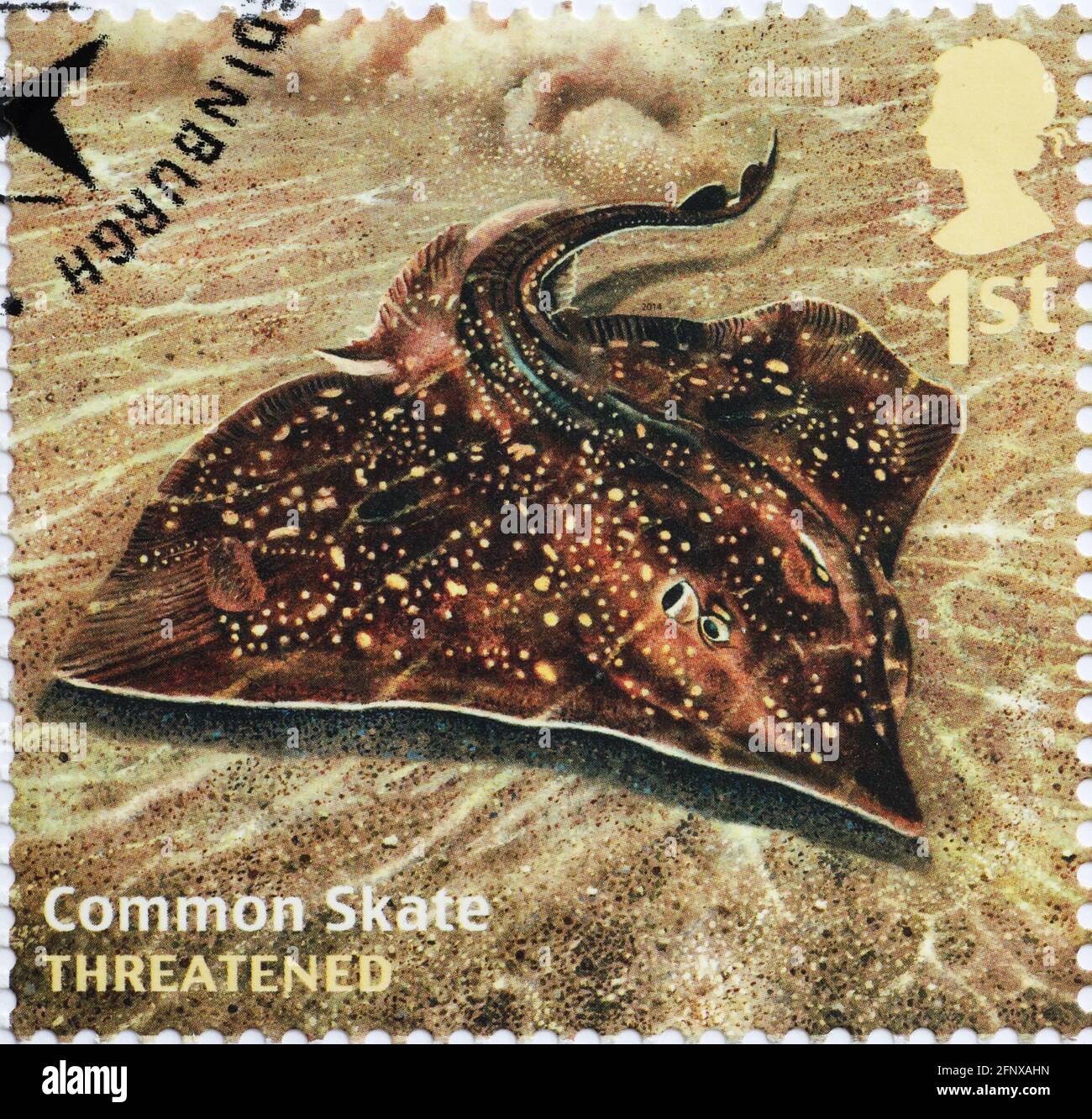 Common skate on british postage stamp Stock Photo