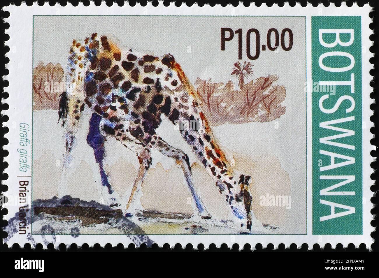Drinking giraffe on postage stamp of Botswana Stock Photo Alamy