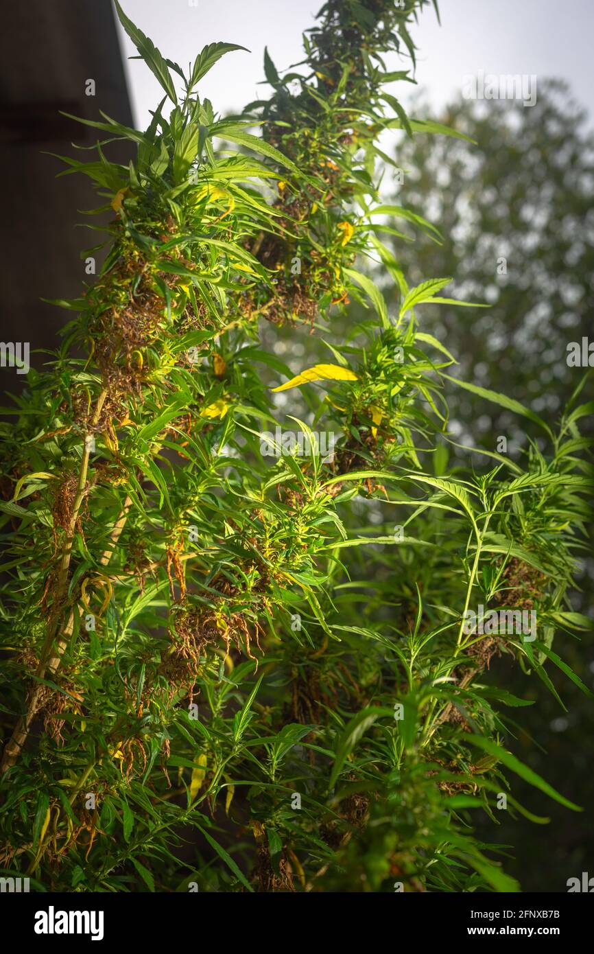 Marijuana flower harvest time. CBD cannabis plant and hemp