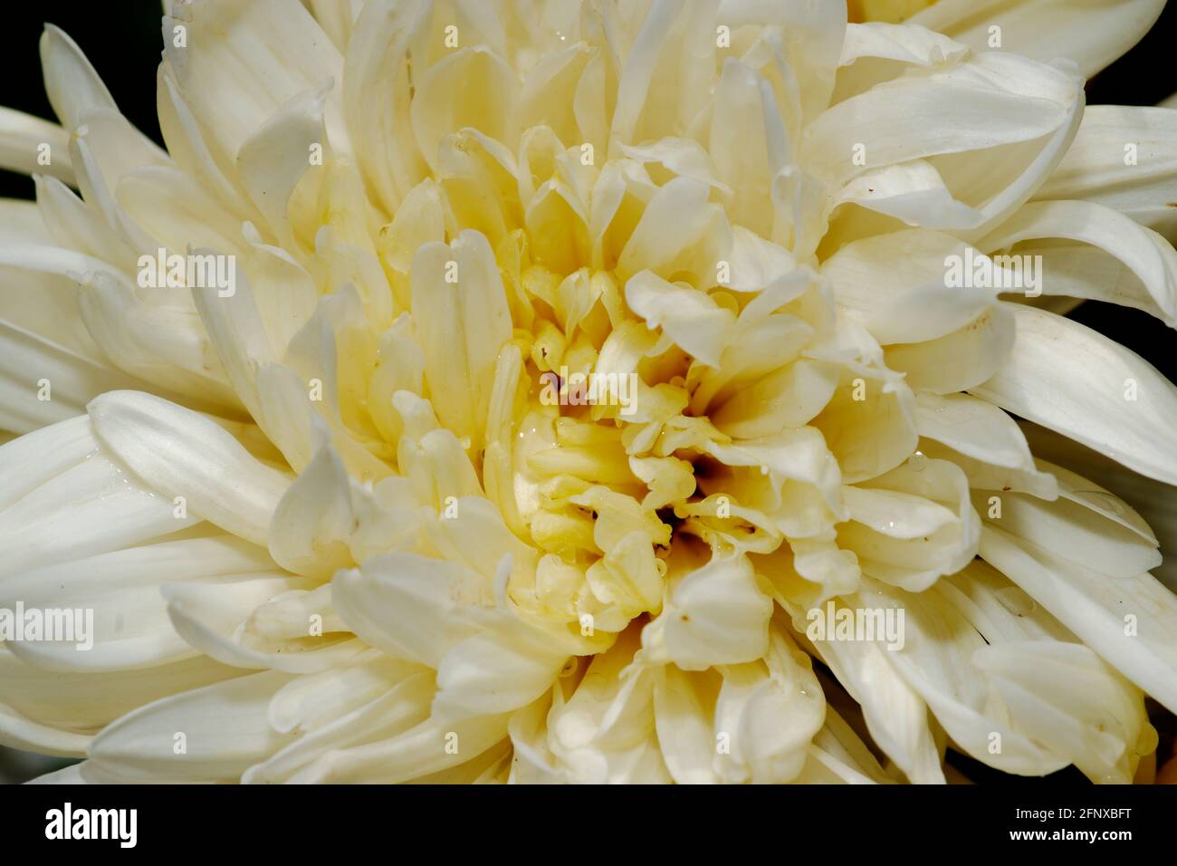 Celosia and chrysanthemum hi-res stock photography and images - Alamy