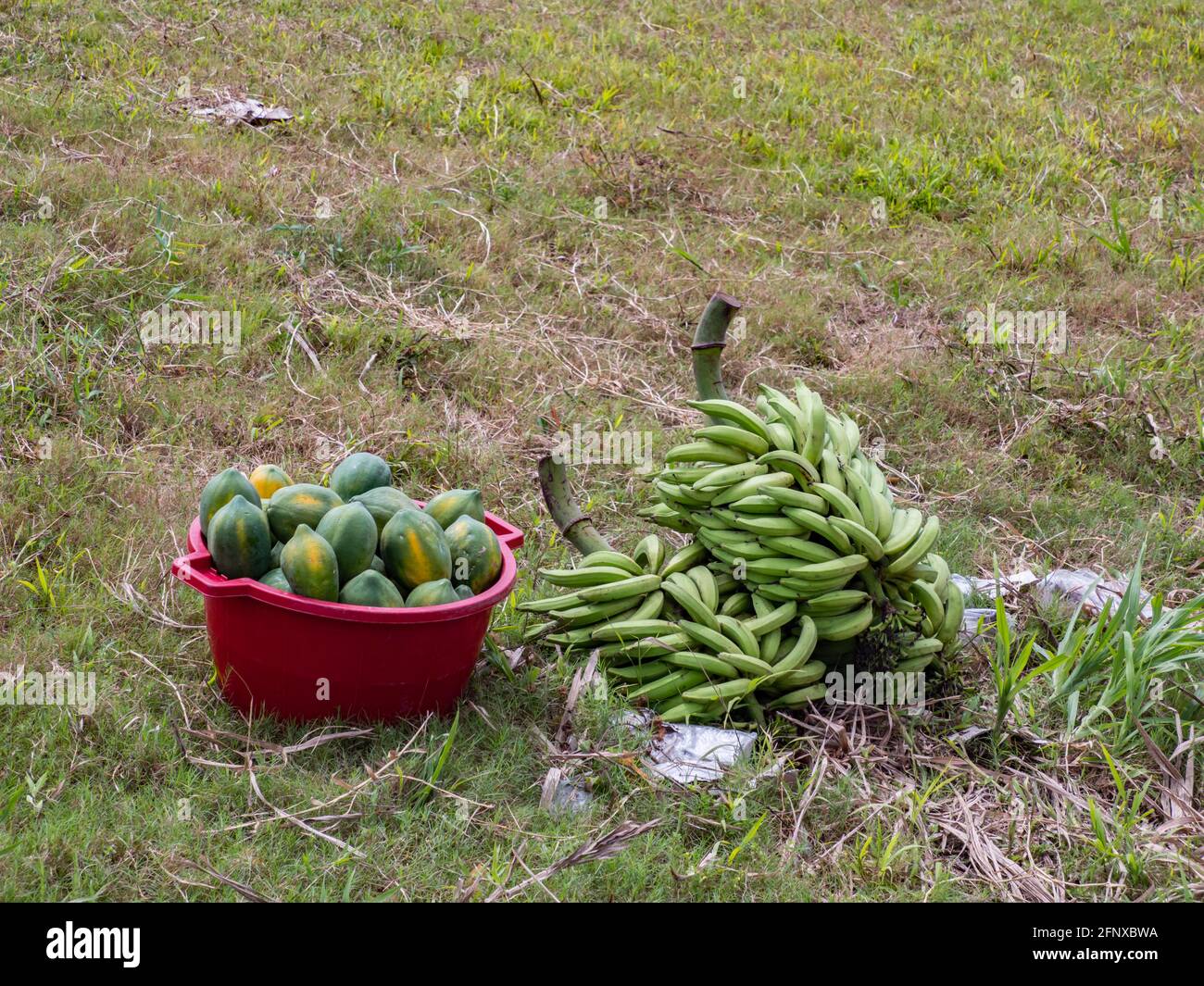 Mangoes in the market hi-res stock photography and images - Page 9 - Alamy