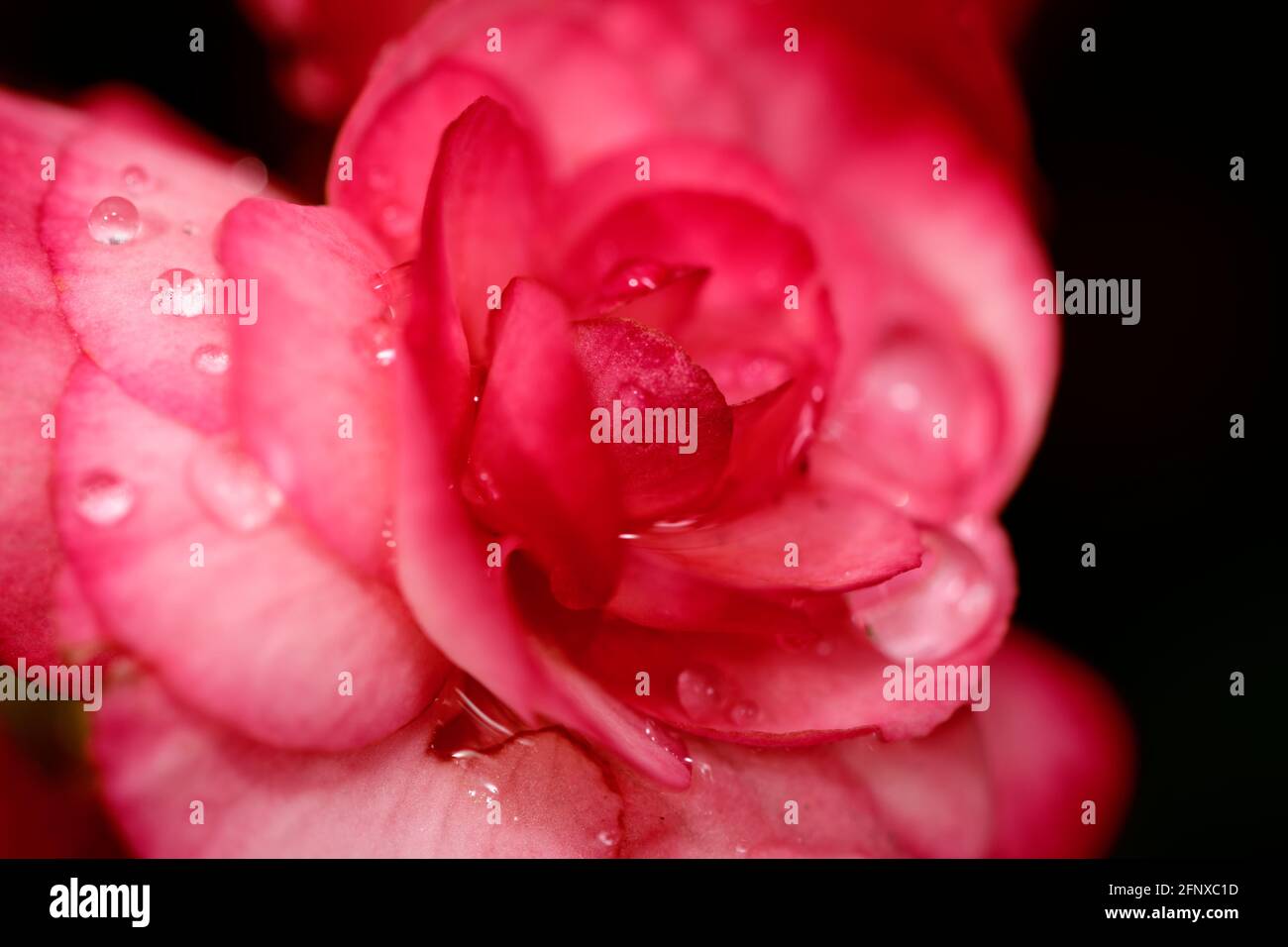 Macro fresh Red rose in black extenable background copy space Stock Photo