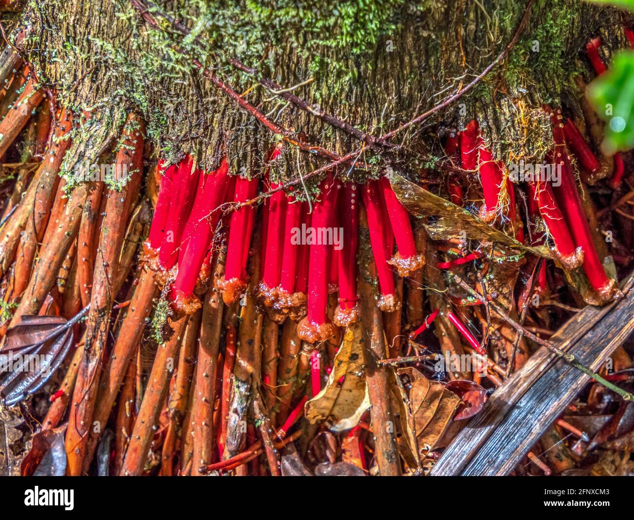 Medicinal plants in the Amazonia. Wasai, tree with red, walking roots in the Amazon Rainforest in Brazil. South America. Stock Photo