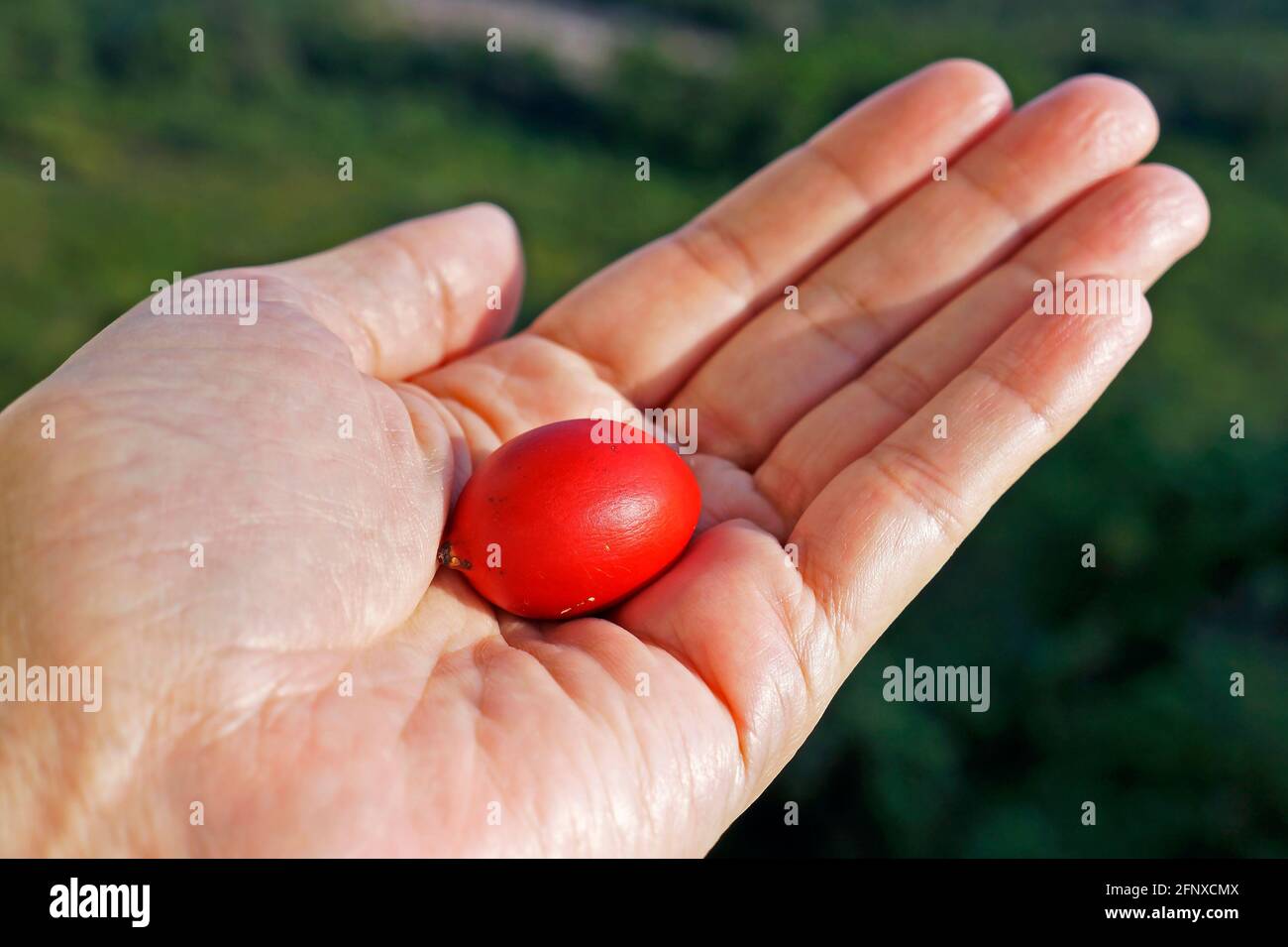 Red palm tree seed on hand Stock Photo Alamy