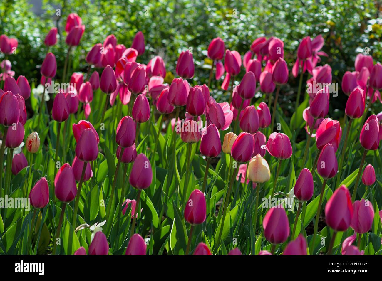 Lovely bed of pink tulips (Big Love) at the Canadian Tulip Festival 2021 in Ottawa, Ontario, Canada. Stock Photo