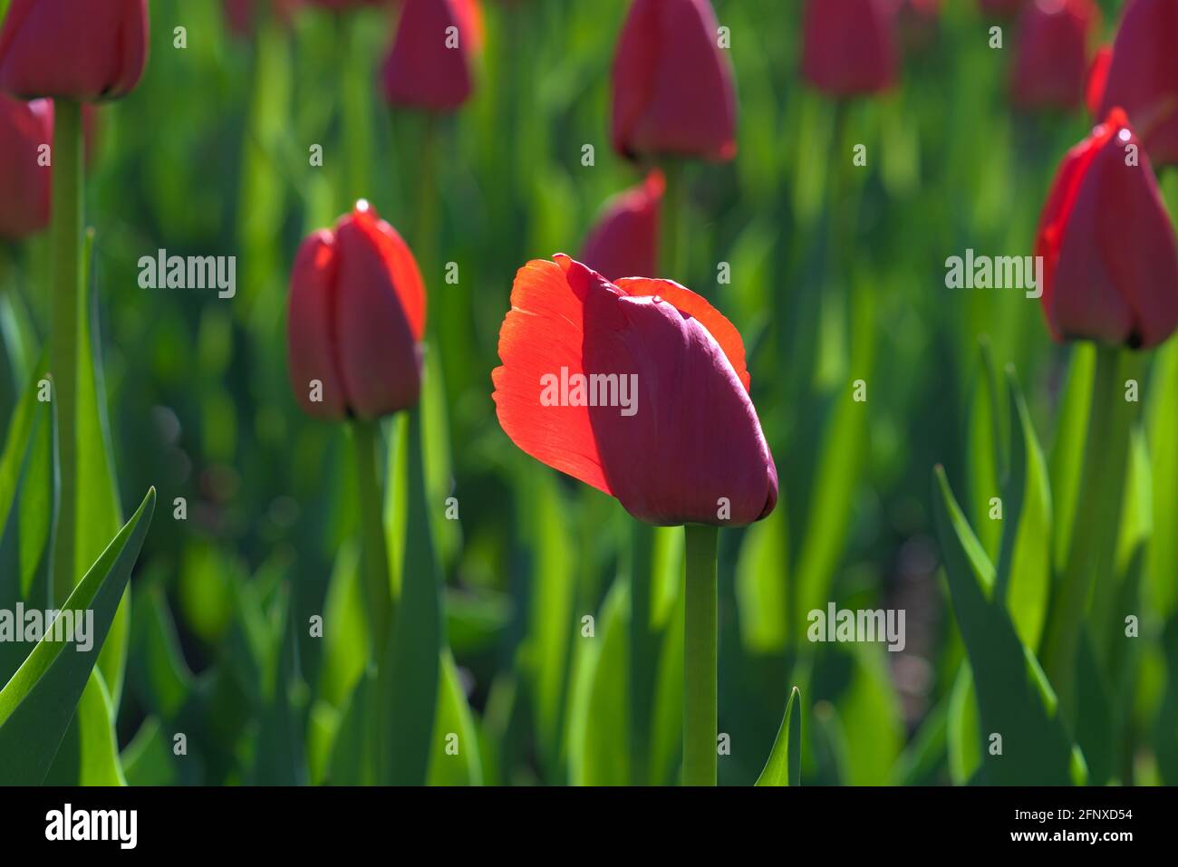 Gorgeous deep red tulips just opening at the Canadian Tulip Festival 2021 in Ottawa, Ontario, Canada. Stock Photo