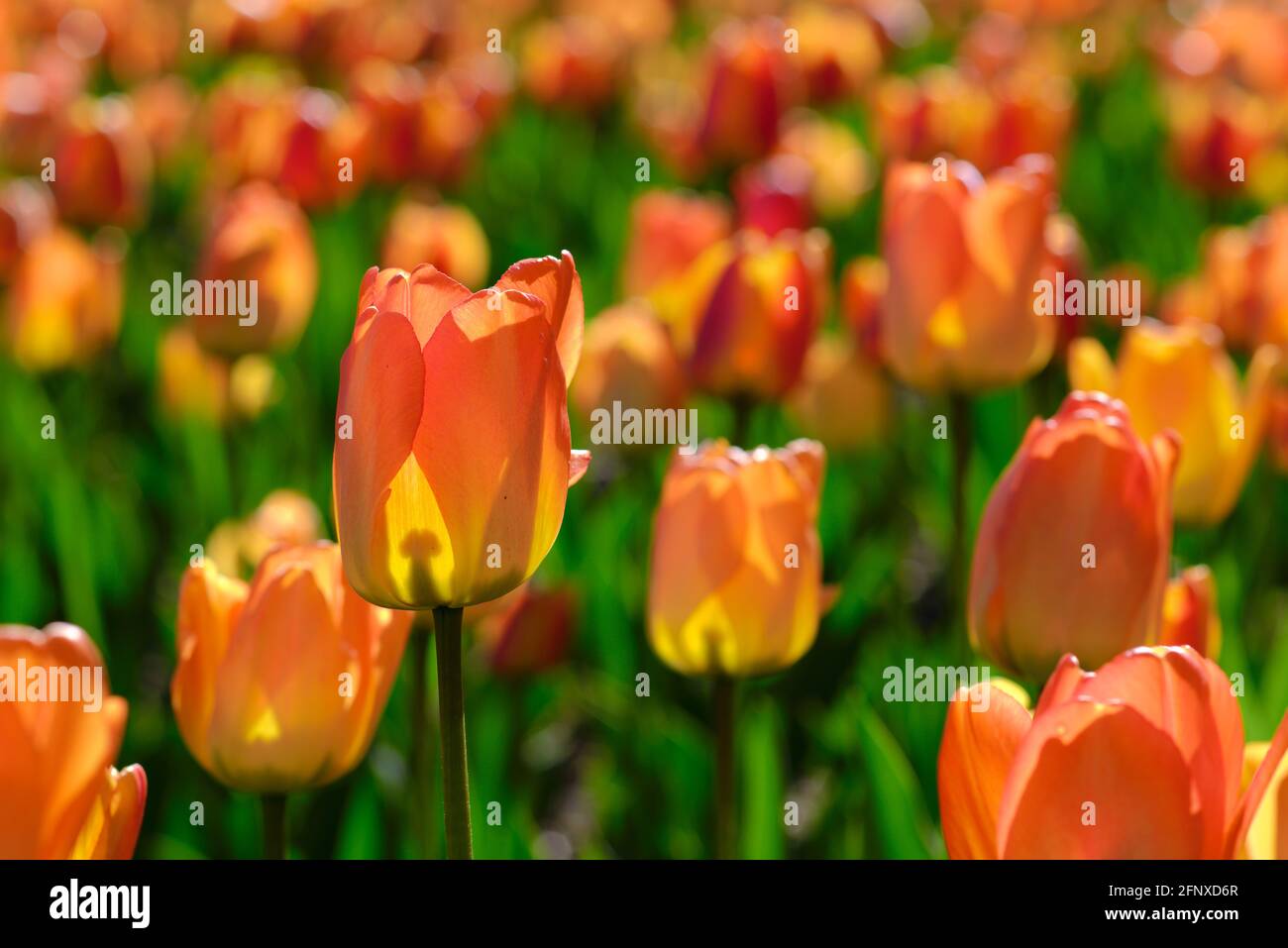 Bright orange tulips (Daydream) at the Canadian Tulip Festival 2021 in Ottawa, Ontario, Canada. Stock Photo