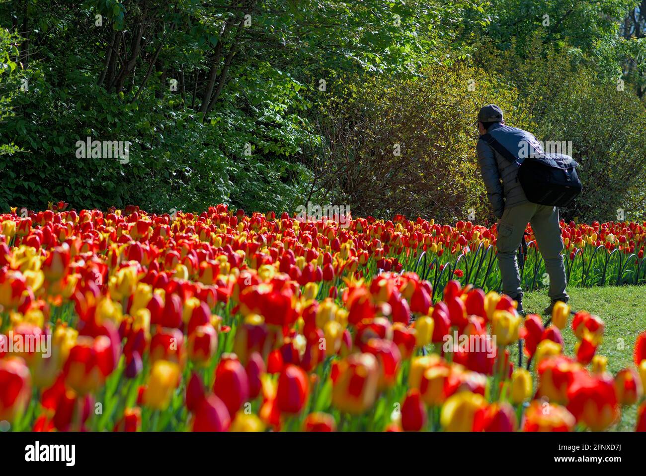 A person photographing the colouful tulips at the Canadian Tulip Festival 2021 in Ottawa, Ontario, Canada. Stock Photo