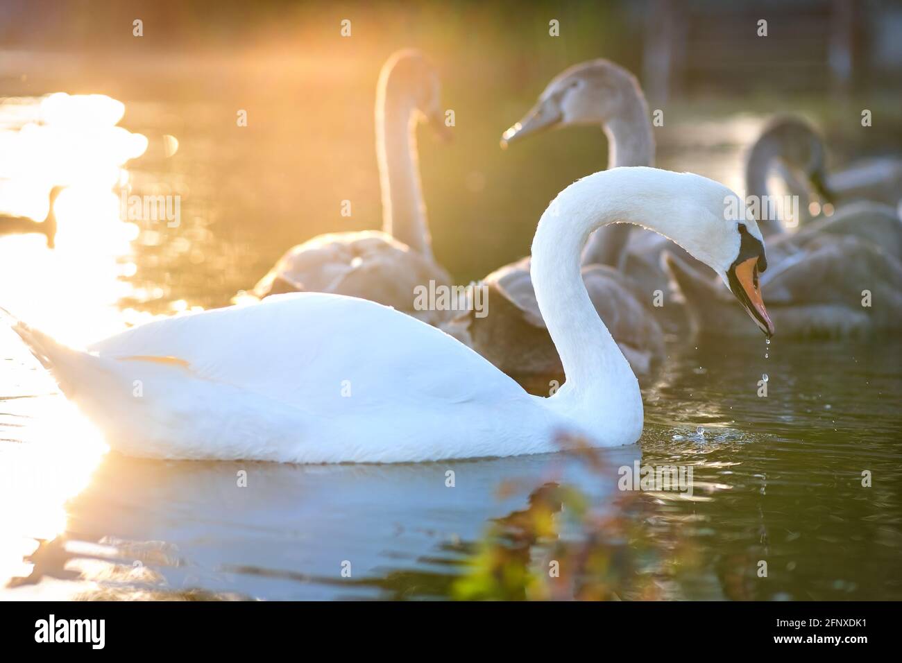 White beautiful swan swimming on lake water in summer Stock Photo - Alamy
