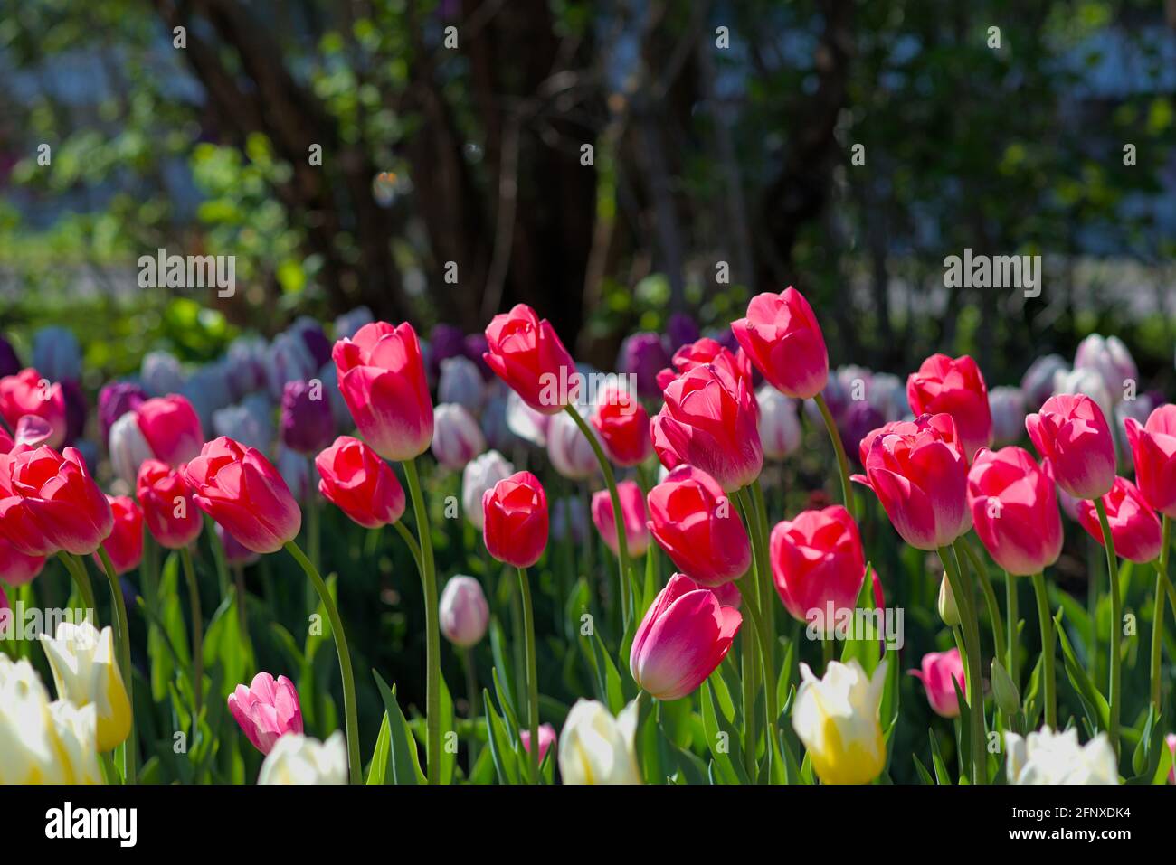 Fantastic pink tulips (Dynasty) at the Canadian Tulip Festival 2021 in Ottawa, Ontario, Canada. Stock Photo