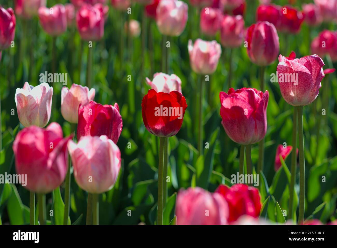Beautiful pink tulips (Hemisphere) at the Canadian Tulip Festival 2021 in Ottawa, Ontario, Canada. Stock Photo