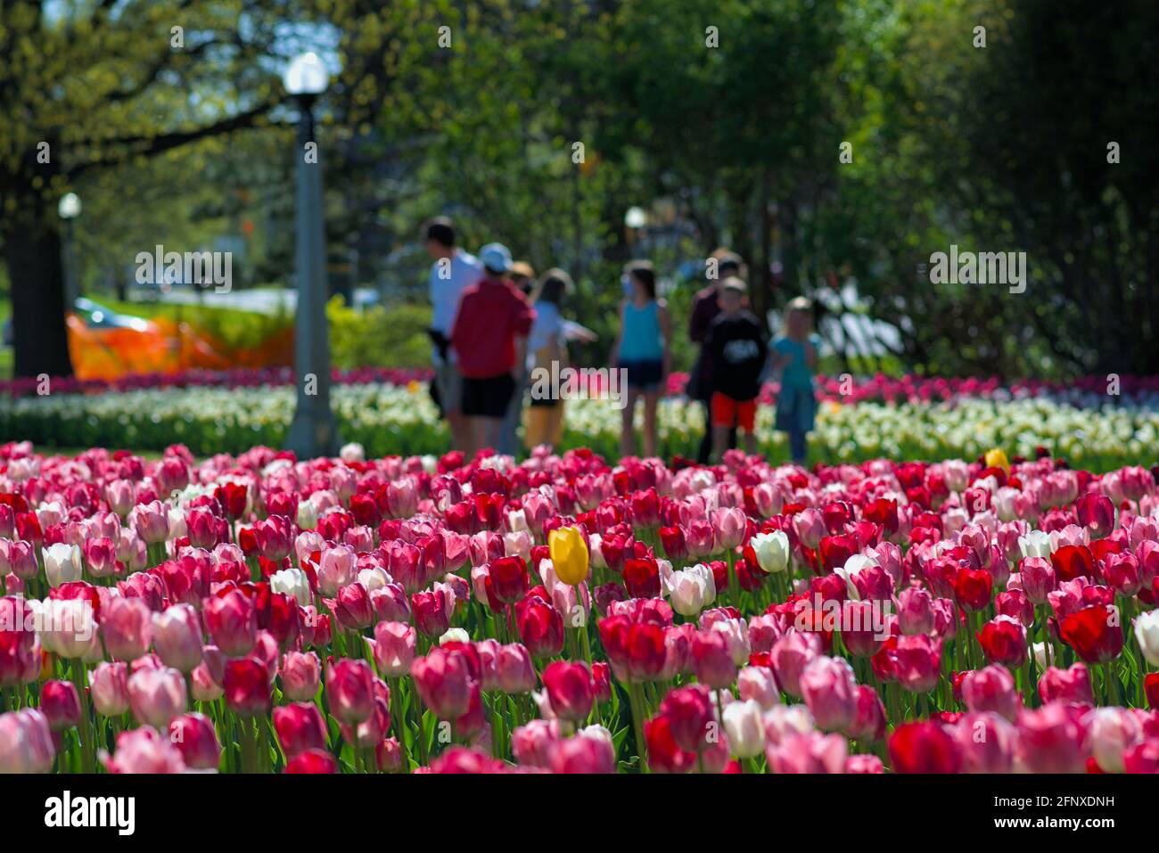 Smaller COVID crowds lapping up the tulips (National Velvet, Hemisphere) at the Canadian Tulip Festival 2021 in Ottawa, Ontario, Canada. Stock Photo