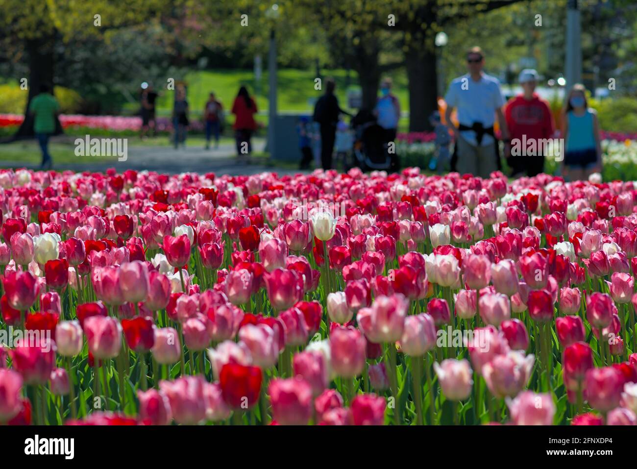 Smaller COVID crowds lapping up the tulips (National Velvet, Hemisphere) at the Canadian Tulip Festival 2021 in Ottawa, Ontario, Canada. Stock Photo