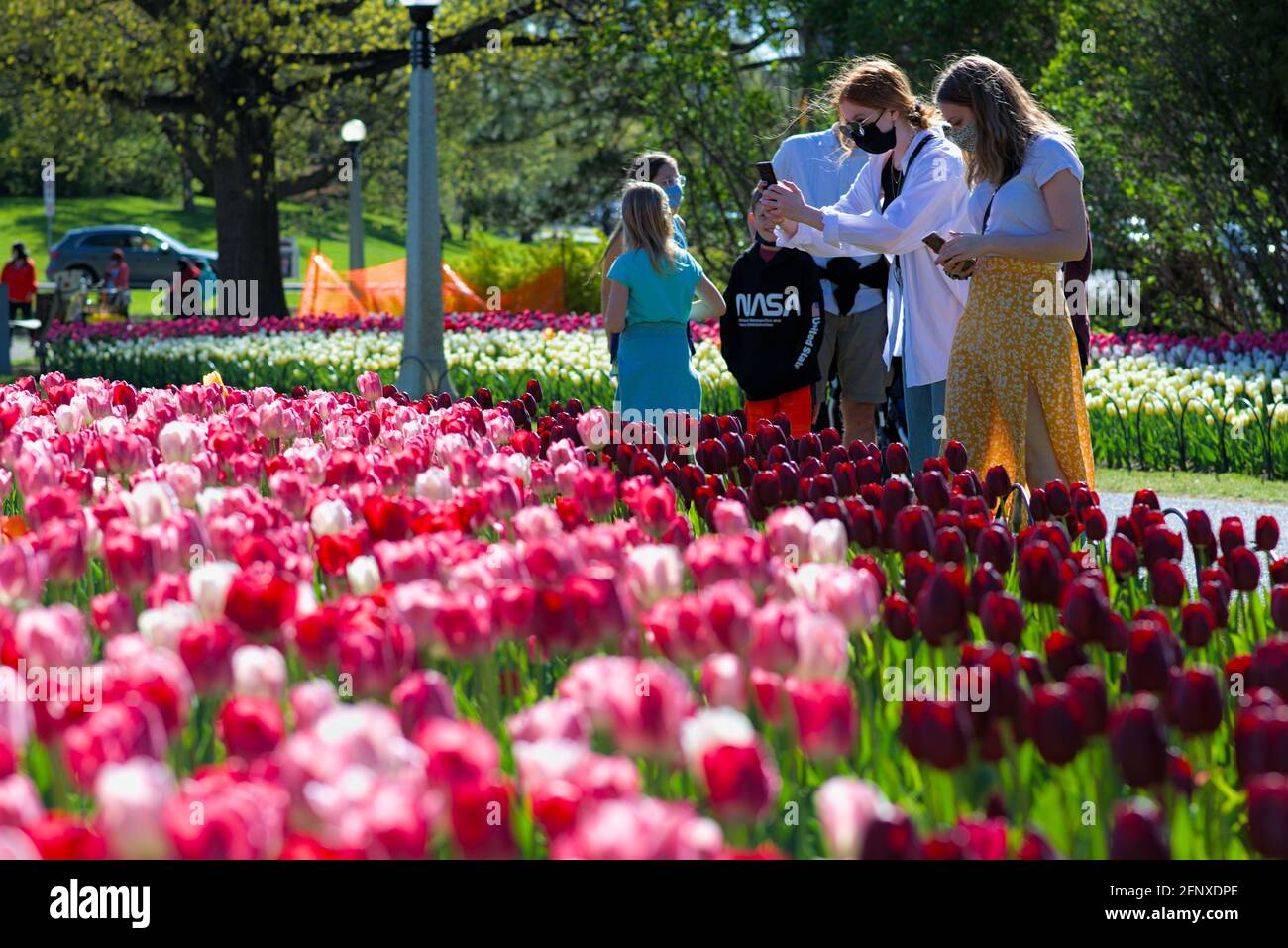 COVID crowds enjoying the tulips (National Velvet, Hemisphere) at the Canadian Tulip Festival 2021 in Ottawa, Ontario, Canada. Stock Photo