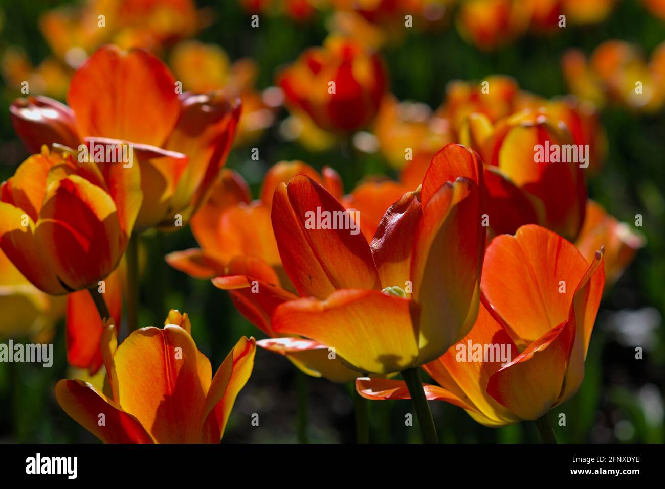 Fantastic orange tulips (Daydream) at the Canadian Tulip Festival 2021 in Ottawa, Ontario, Canada. Stock Photo