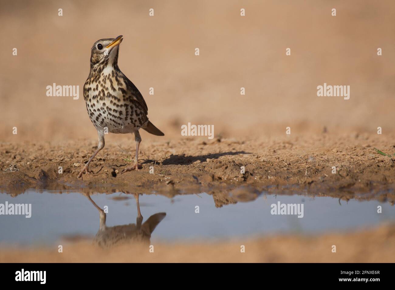 song thrush (Turdus philomelos) Stock Photo