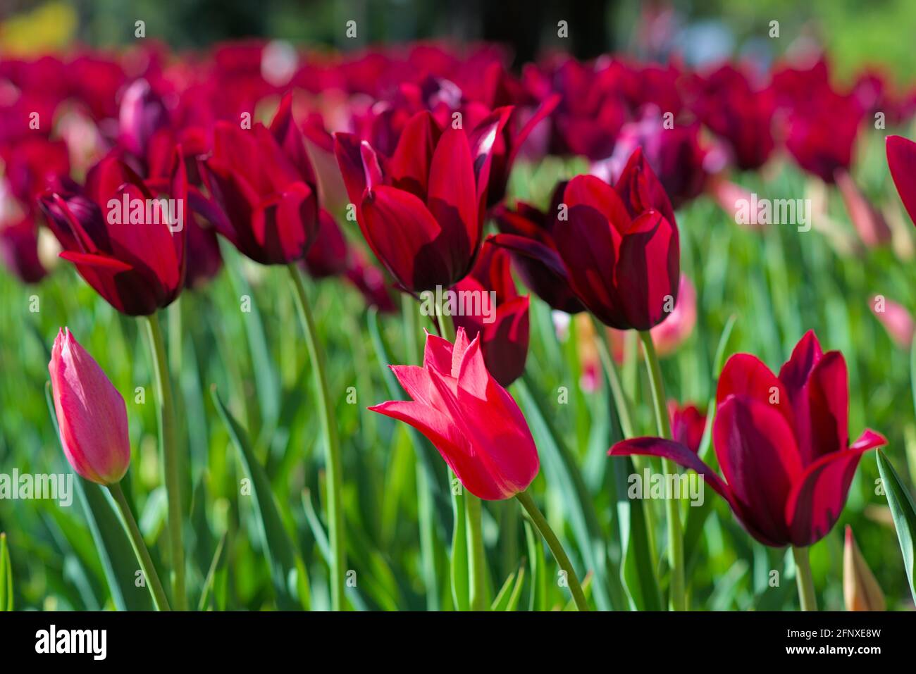 Wonderful wine-red Merlot tulips at the Canadian Tulip Festival 2021 in Ottawa, Ontario, Canada. Stock Photo