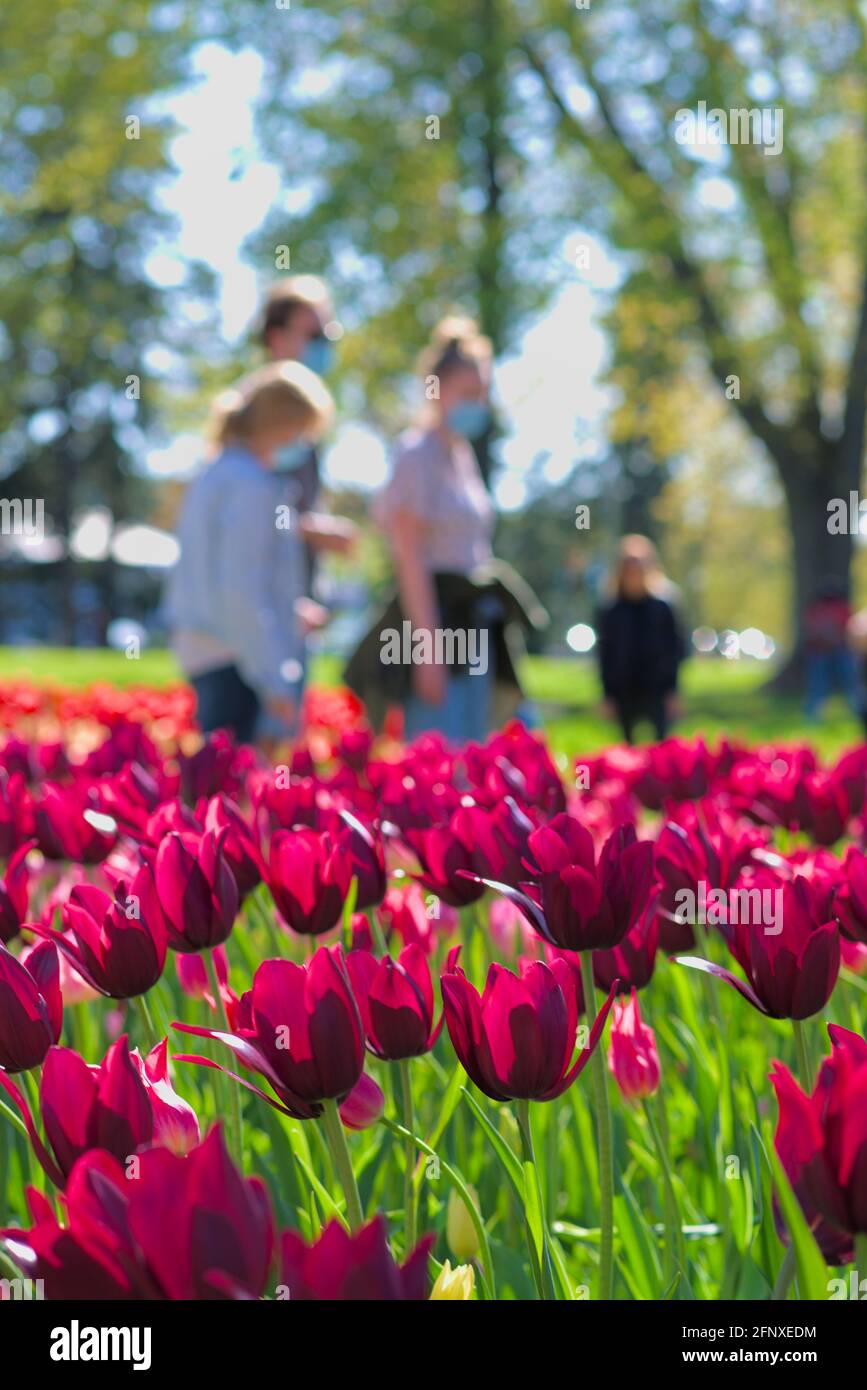 COVID crowds enjoying the wonderful bed of wine-red Merlot tulips at the Canadian Tulip Festival 2021 in Ottawa, Ontario, Canada. Stock Photo