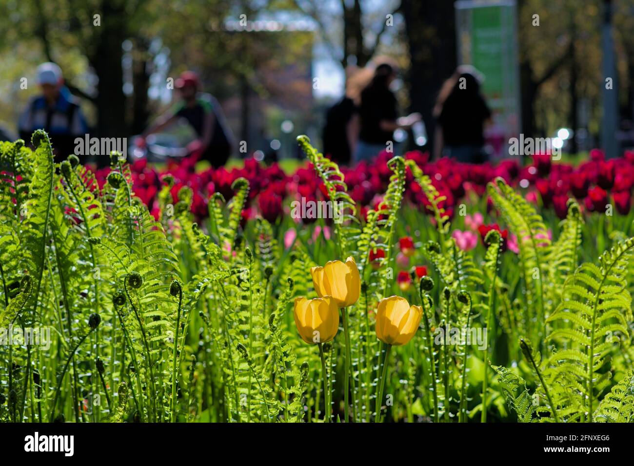 Wonderful yellow trio of tulips with ferns in front of wine-red Merlot tulips at the Canadian Tulip Festival 2021 in Ottawa, Ontario, Canada. Stock Photo