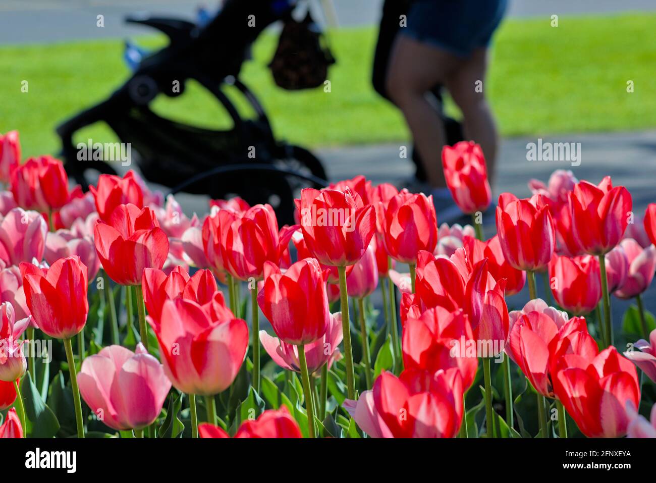 Wonderful tulips (Spryng Break) with people behind pushing a pram at the Canadian Tulip Festival 2021 in Ottawa, Ontario, Canada. Stock Photo