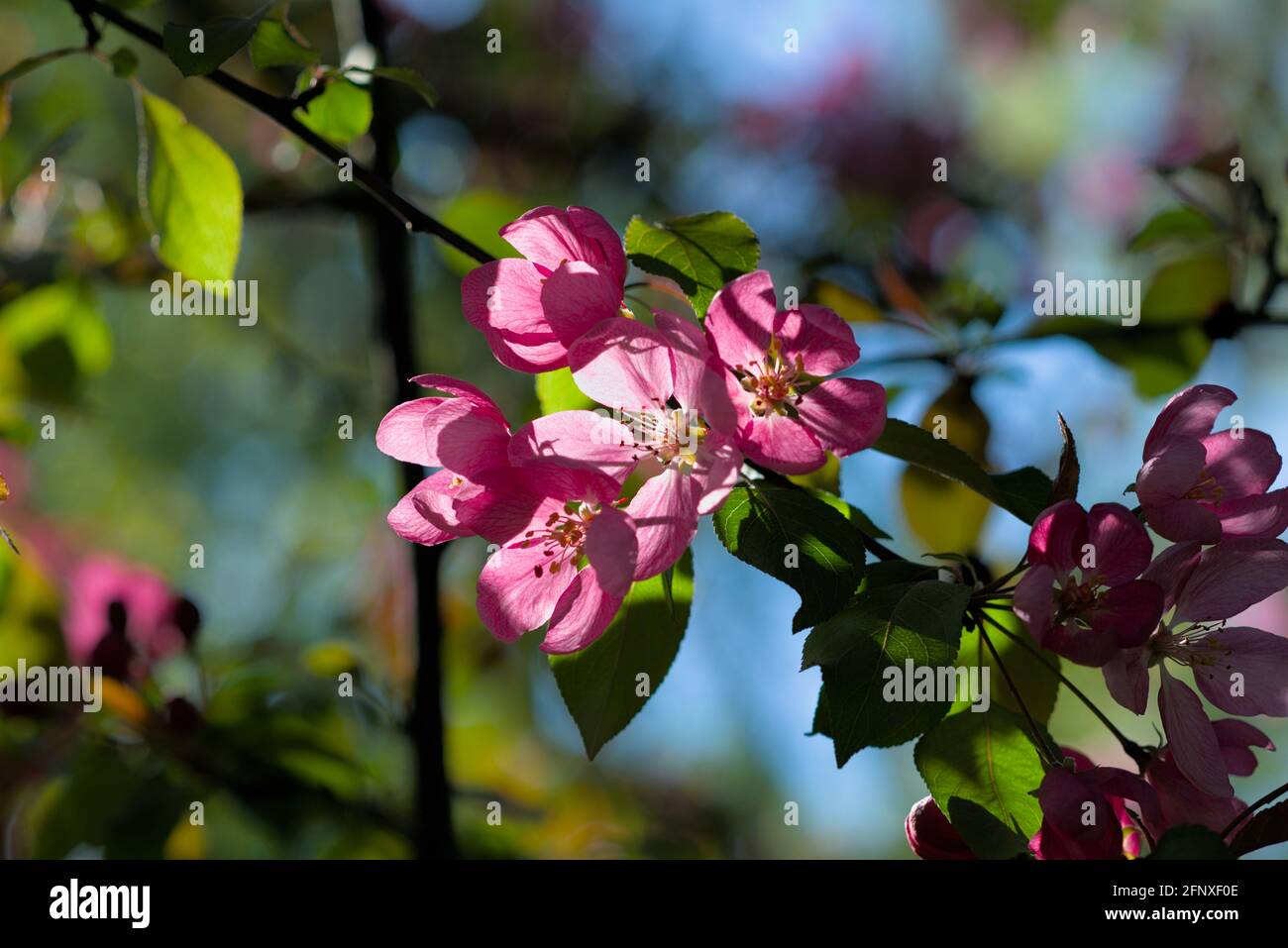 Superb pink bloom of a crabapple (Malus floribunda) in the late spring sunshine  in Ottawa, Ontario, Canada. Stock Photo