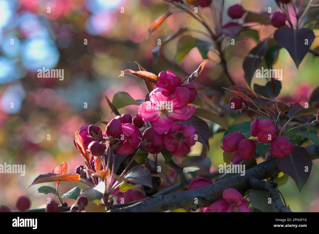 Superb pink bloom of a crabapple (Malus floribunda) in the late spring sunshine  in Ottawa, Ontario, Canada. Stock Photo