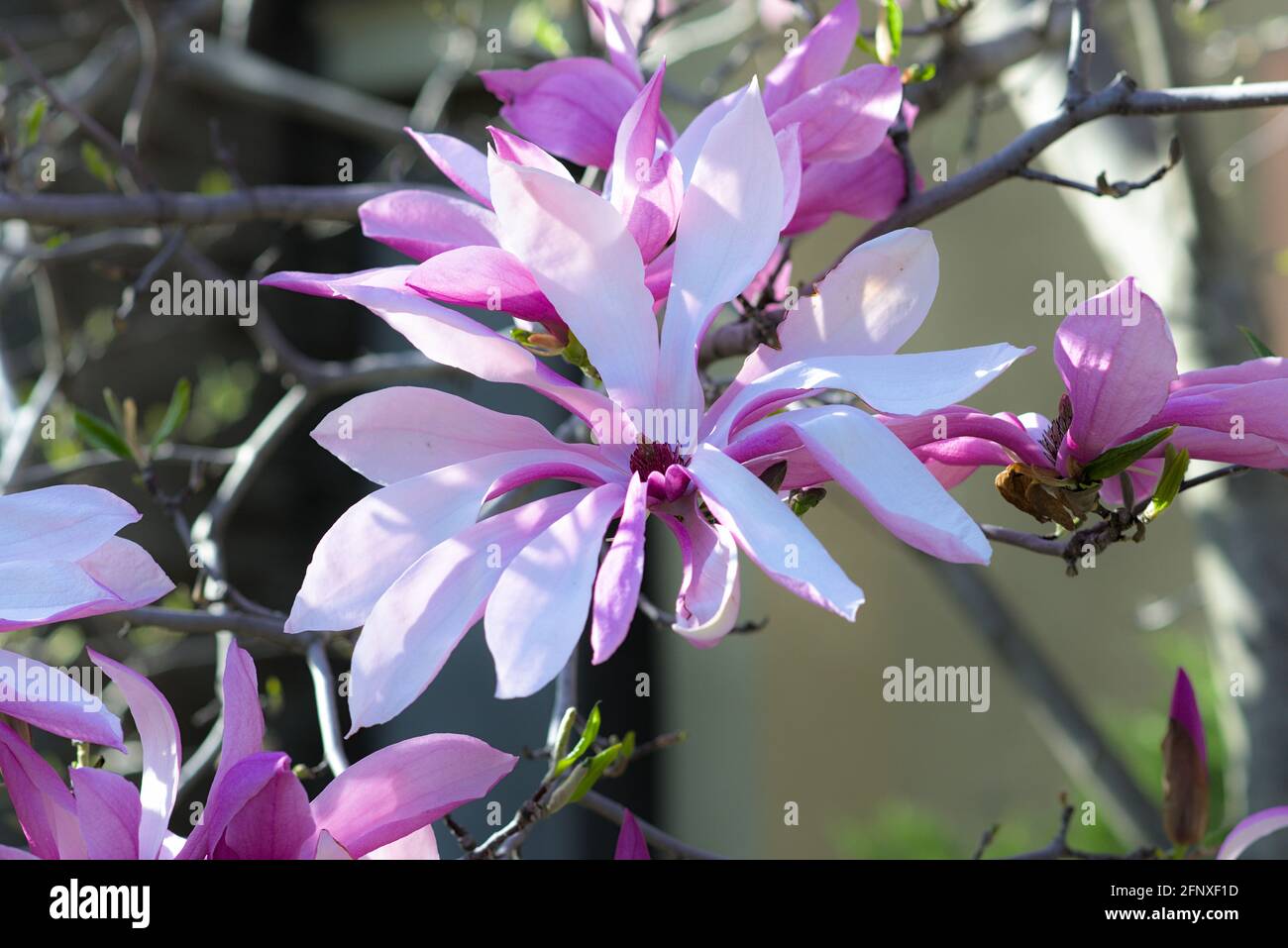 Lily magnolia in full bloom hi-res stock photography and images - Alamy