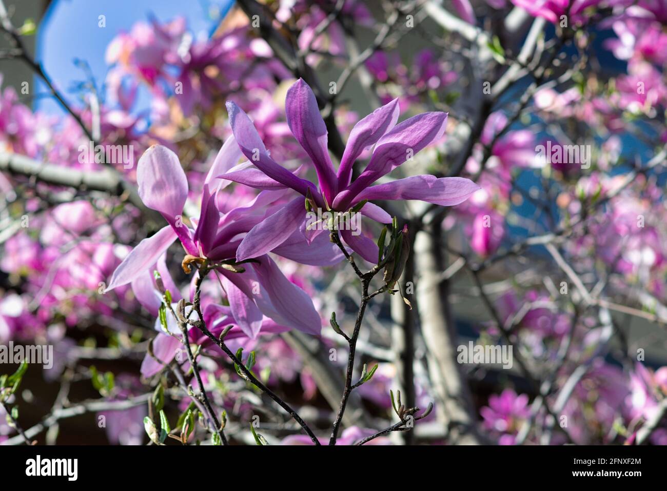 Lily magnolia in full bloom hi-res stock photography and images - Alamy