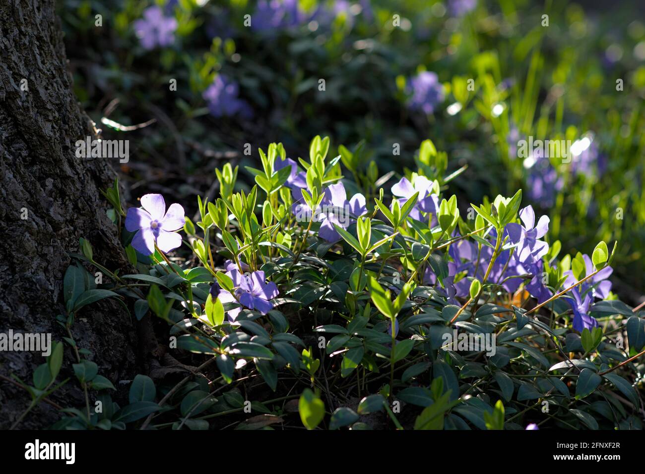 Periwinkle (Vinca minor) with lovely light blue flowers basking in the late afternoon sunshine at the base of a tree in Ottawa, Ontario, Canada. Stock Photo