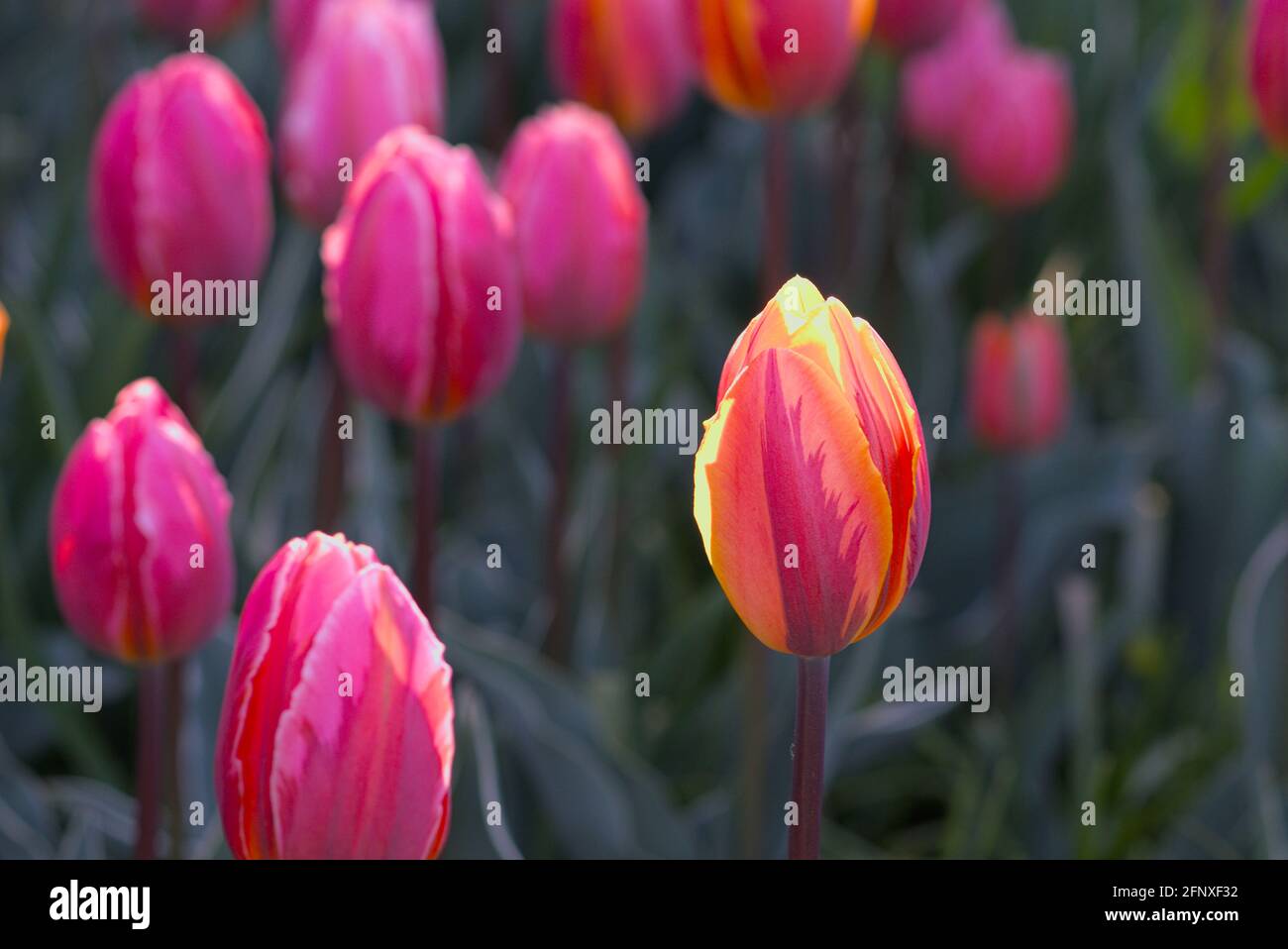 Wonderful orange and pink tulips (Pretty Princess, Princess Irene) on a sunny day at the Canadian Tulip Festival 2021 in Ottawa, Ontario, Canada. Stock Photo