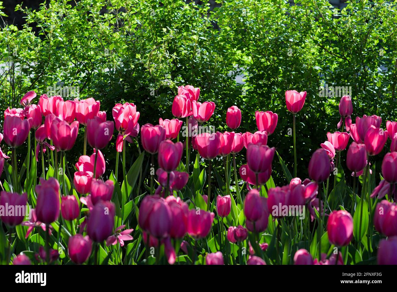 Wonderful dusty rose bed of tulips (Big Love) on a sunny morning at the Canadian Tulip Festival 2021 in Ottawa, Ontario, Canada. Stock Photo