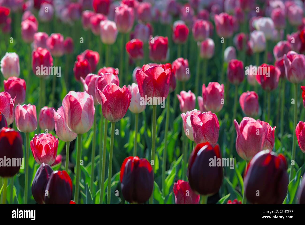 Wonderful bed of tulips (Hemisphere, National Velvet) on a sunny morning at the Canadian Tulip Festival 2021 in Ottawa, Ontario, Canada. Stock Photo