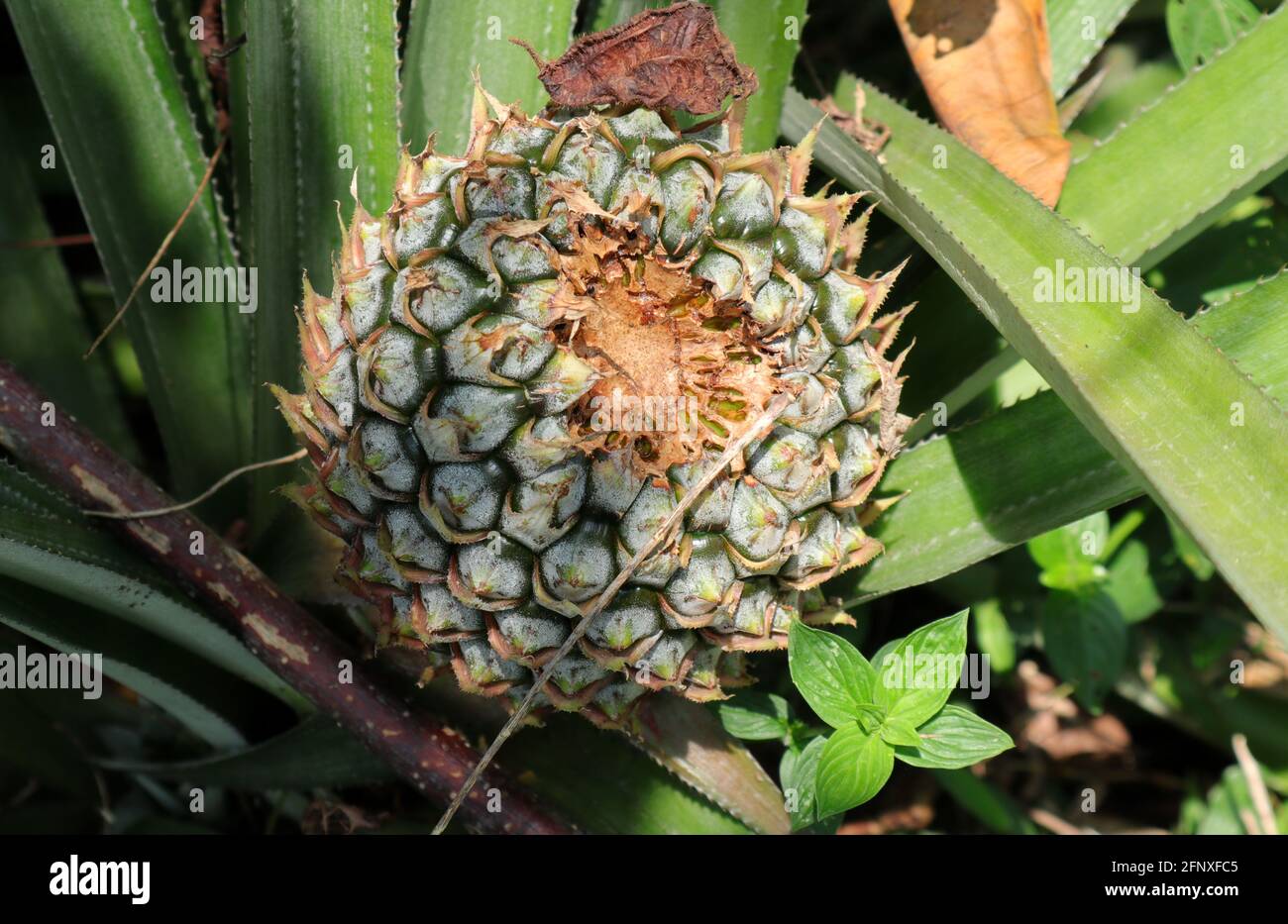 An animal damaged raw pineapple in a pineapple plantation Stock Photo