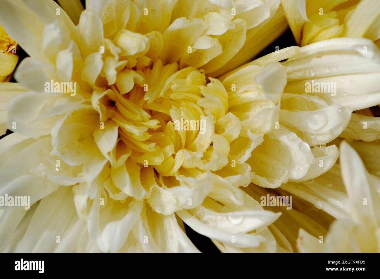 Celosia and chrysanthemum hi-res stock photography and images - Alamy