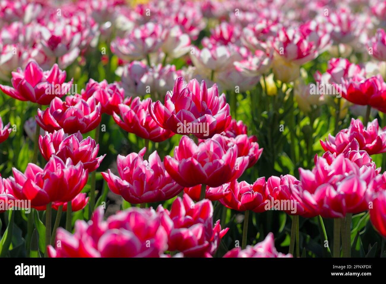 Wonderful bed of pink and white tulips (Cartouche, Columbus) on a sunny morning at the Canadian Tulip Festival 2021 in Ottawa, Ontario, Canada. Stock Photo