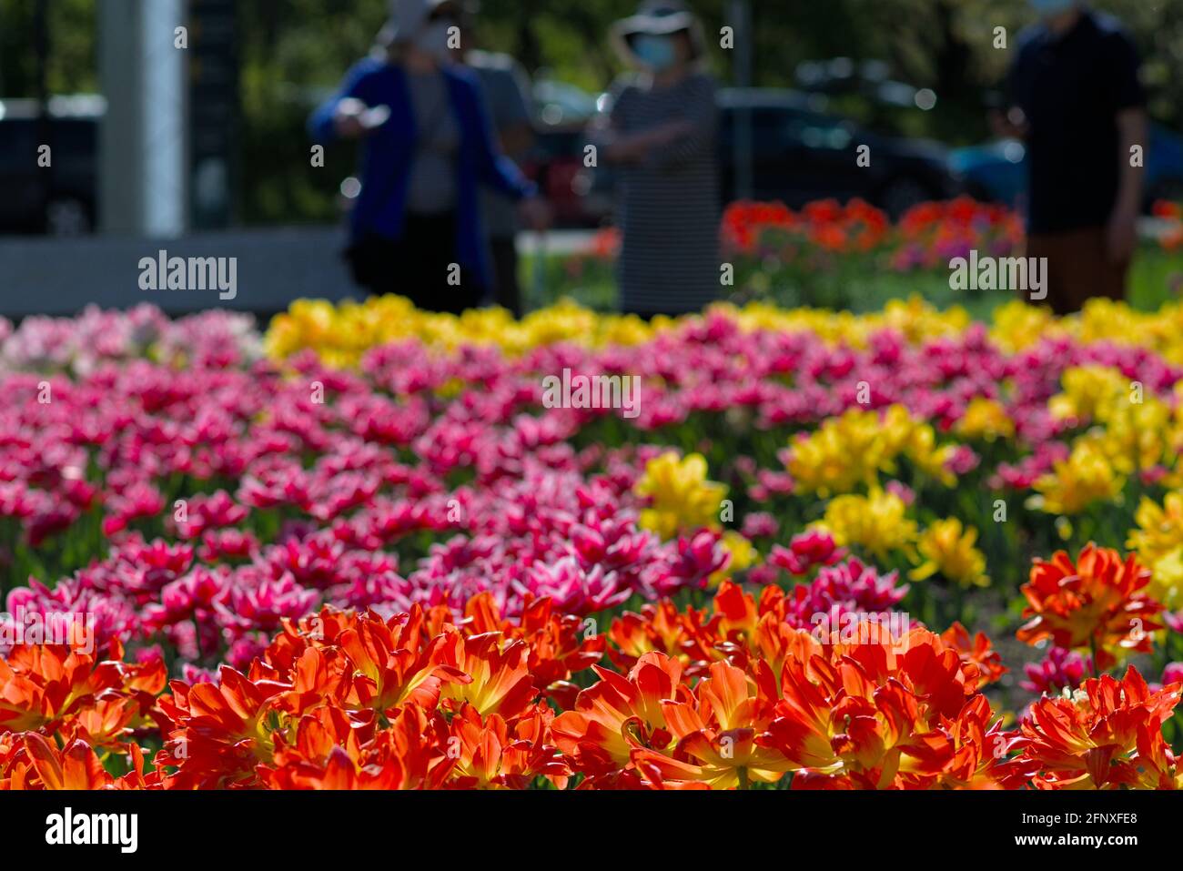 Lovely multi-coloured bed of tulips with some people behind on a sunny day at the Canadian Tulip Festival 2021 in Ottawa, Ontario, Canada. Stock Photo