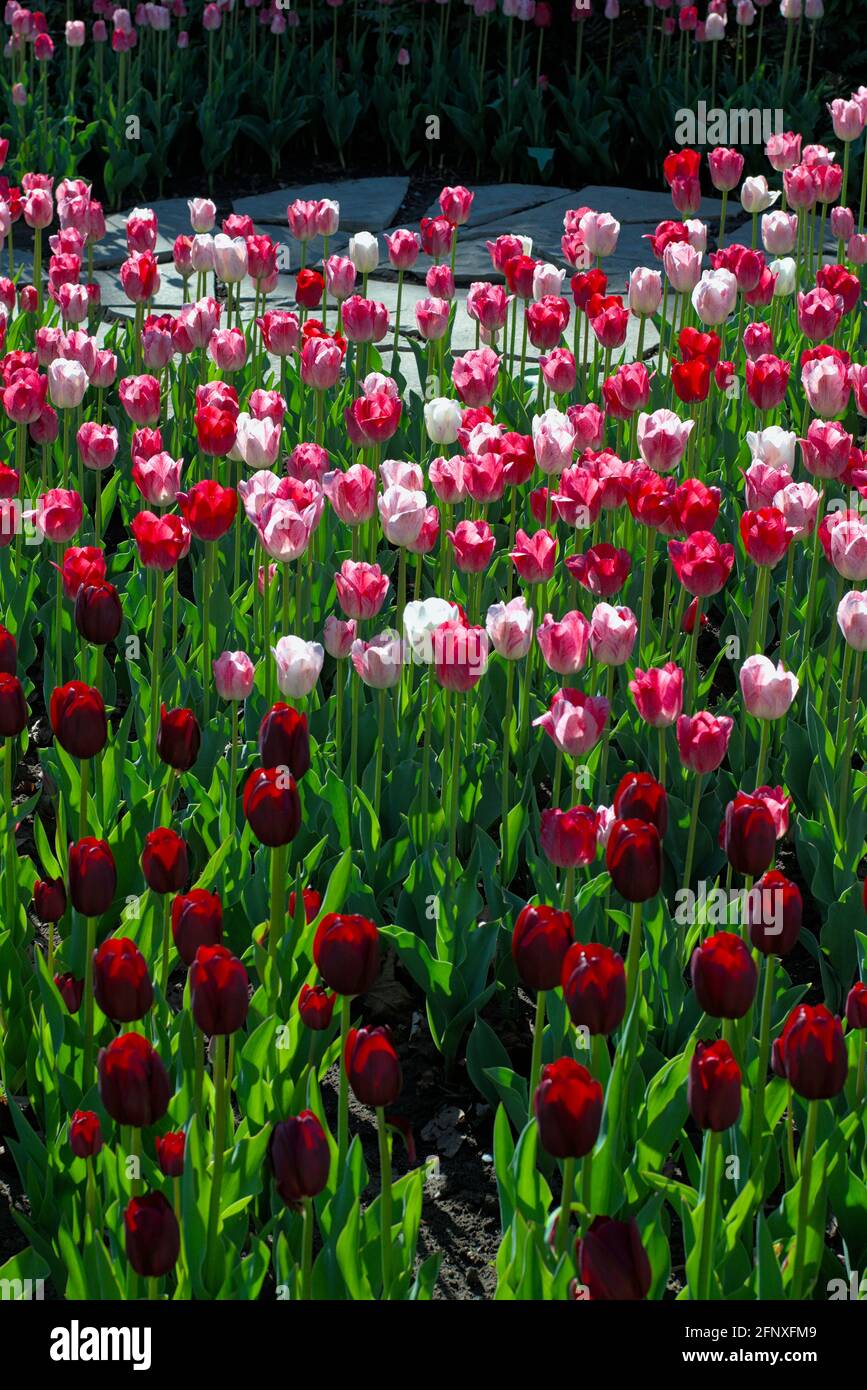 Wonderful bed of white, pink and red tulips (Hemisphere, National Velvet) at the Canadian Tulip Festival 2021 in Ottawa, Ontario, Canada. Stock Photo