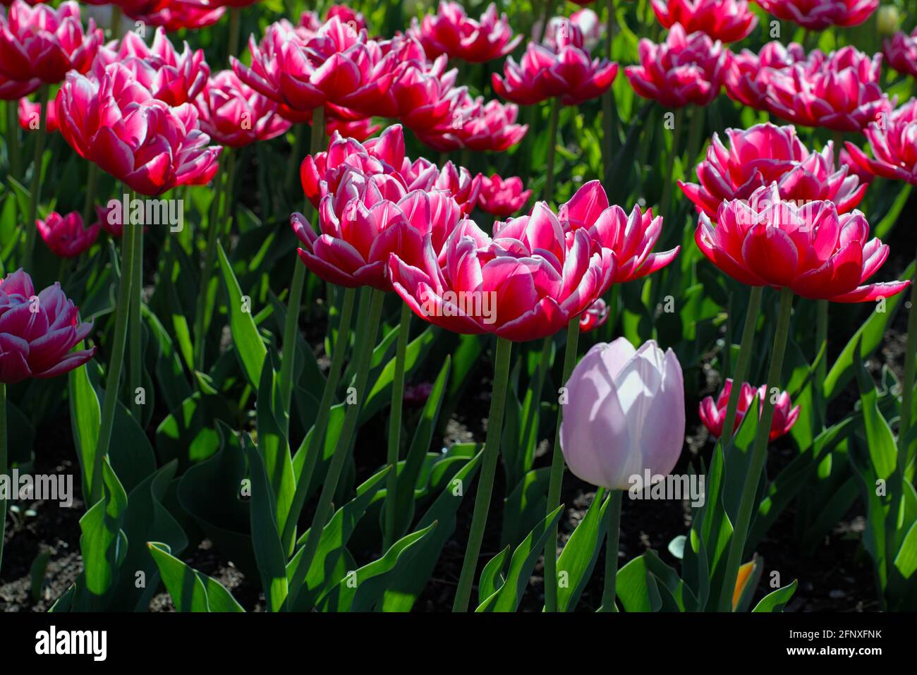 Wonderful bed of pink and white double Columbus Tulip on a sunny morning at the Canadian Tulip Festival 2021 in Ottawa, Ontario, Canada. Stock Photo