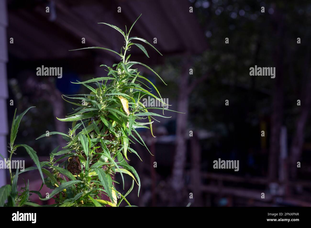 Marijuana flower harvest time. CBD cannabis plant and hemp