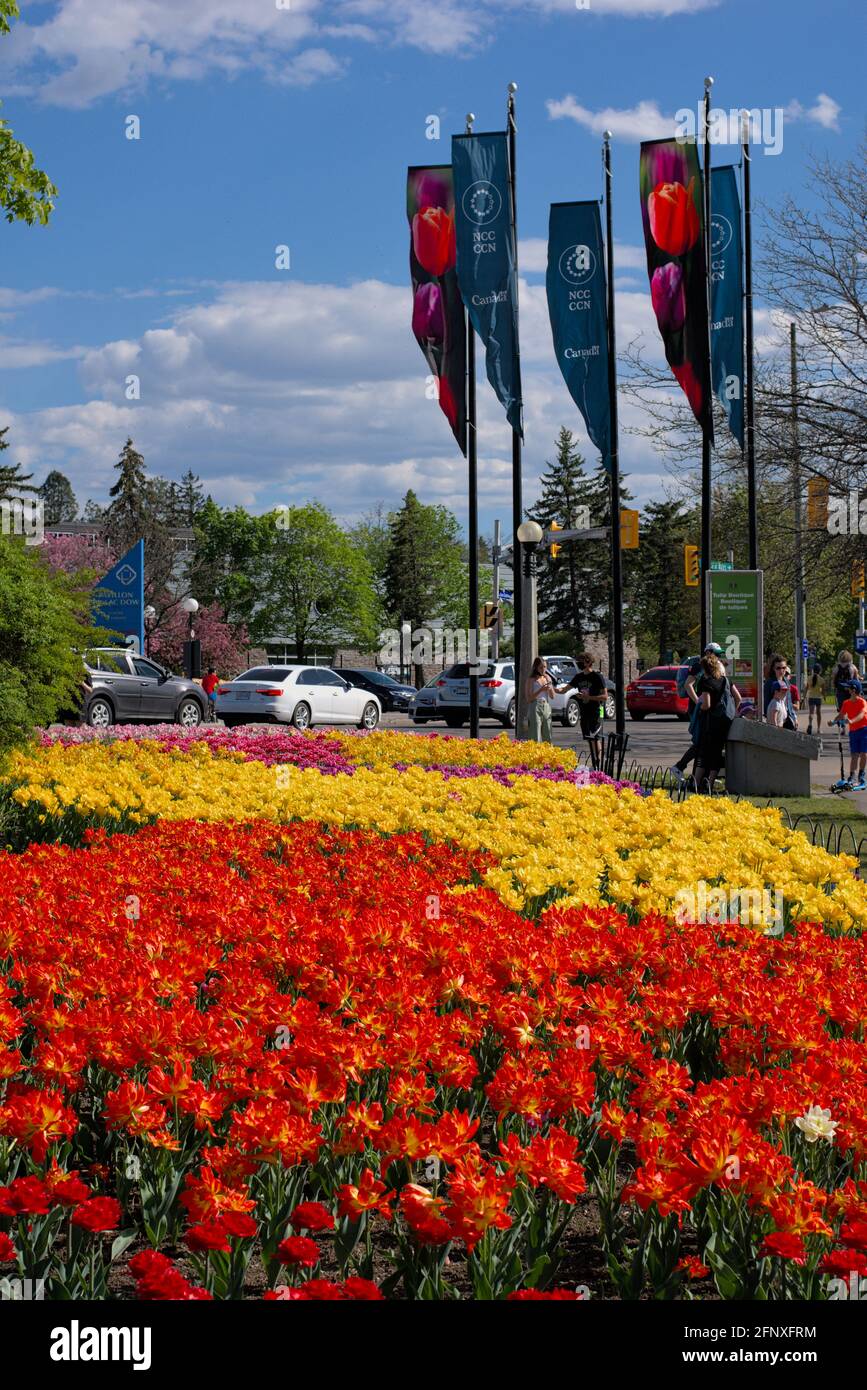 Marie jo tulip hi-res stock photography and images - Alamy