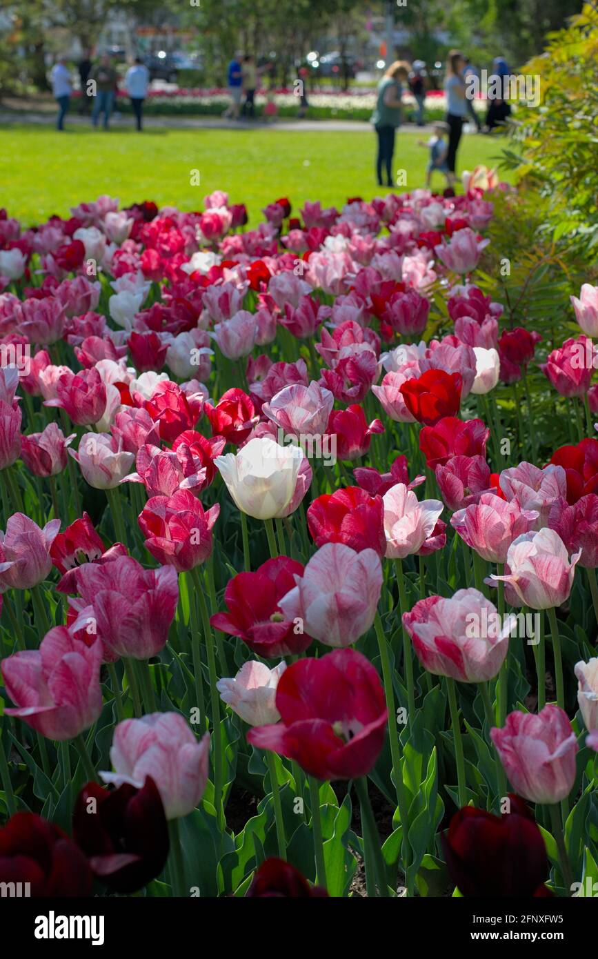 Amazing tulip bed #4 (Hemisphere, National Velvet) on a sunny afternoon at the Canadian Tulip Festival 2021 in Ottawa, Ontario, Canada. Stock Photo