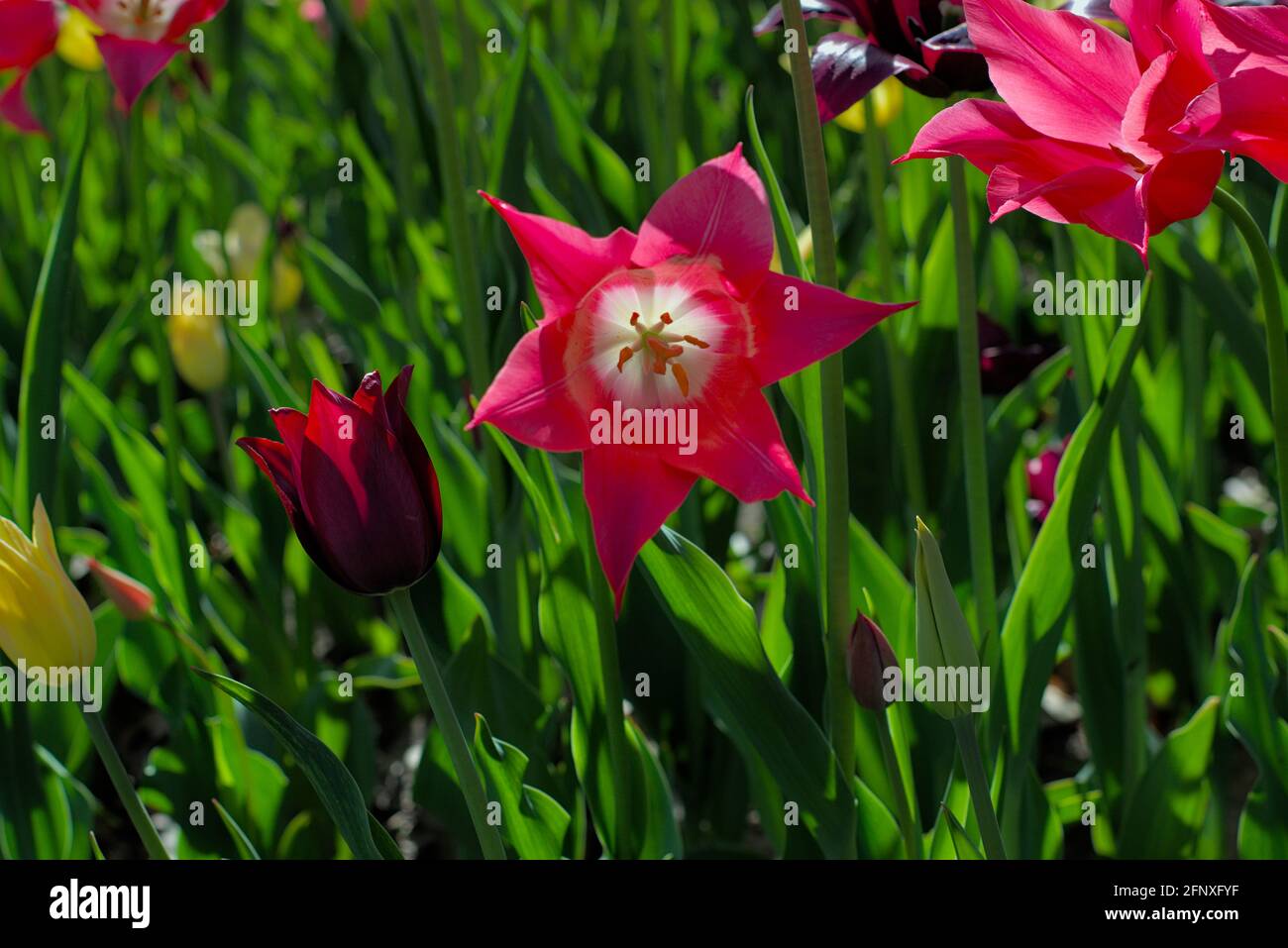 Amazing tulips (Mariette, Merlot) on a sunny afternoon at the Canadian Tulip Festival 2021 in Ottawa, Ontario, Canada. Stock Photo