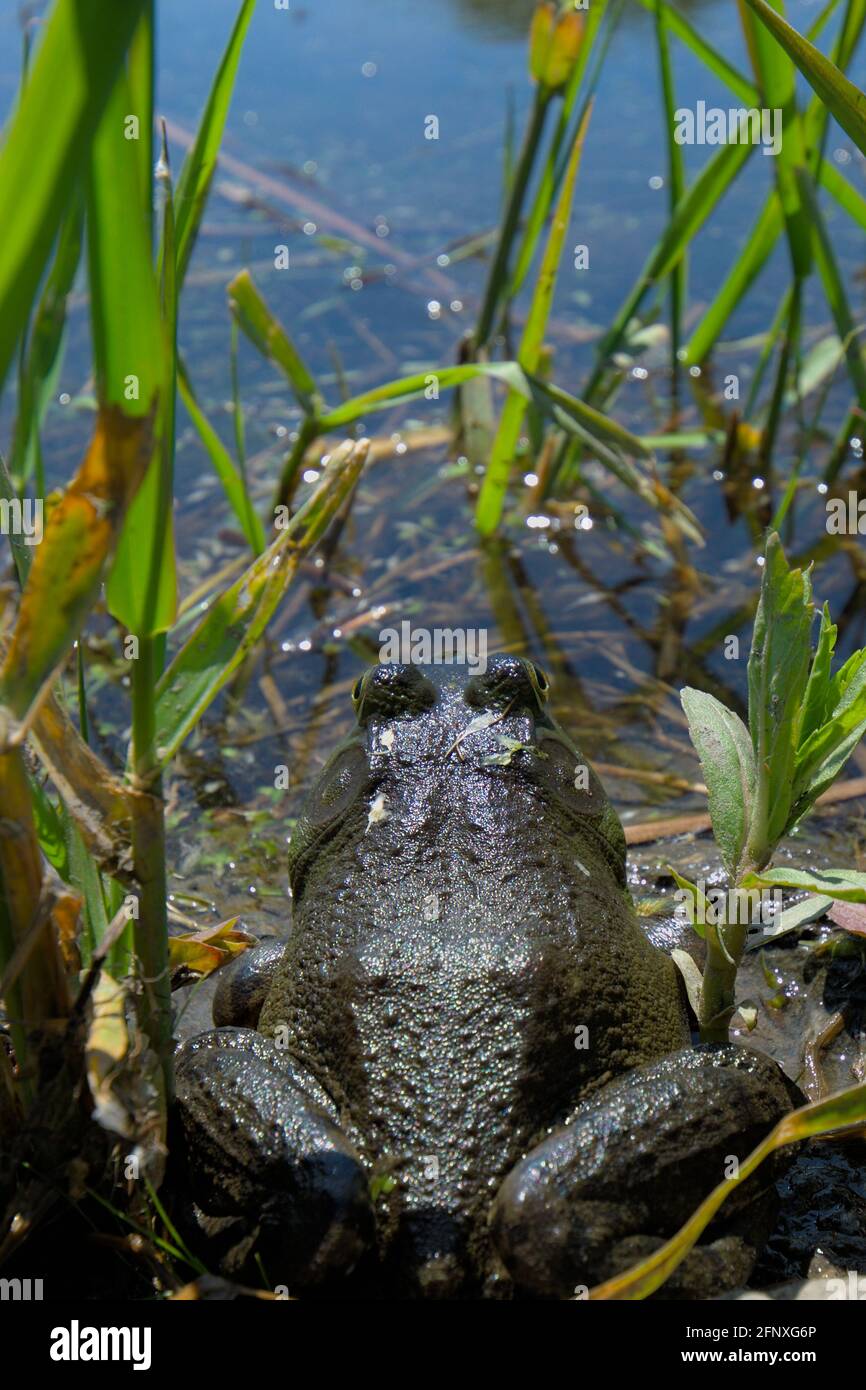 Green Frog (Lithobates clamitans) sitting in the reeds at the edge of a pond by the Rideau River in Ottawa, Ontario, Canada. Stock Photo